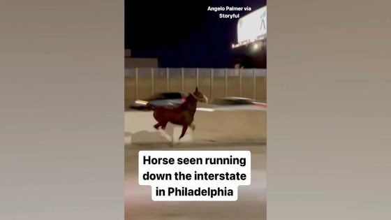 Horse seen running down interstate in Philadelphia – MASHAHER