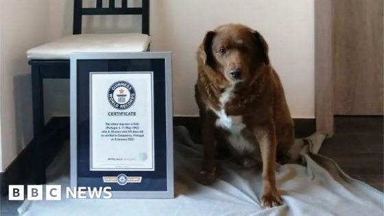 Former world's oldest dog stripped of title – MASHAHER