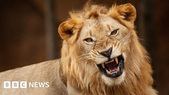 Lion kills zookeeper at Nigerian university – MASHAHER