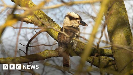 Kookaburra spotted living in Suffolk countryside – MASHAHER