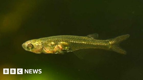 Gills Aloud? Tiny fish found making very big noise – MASHAHER