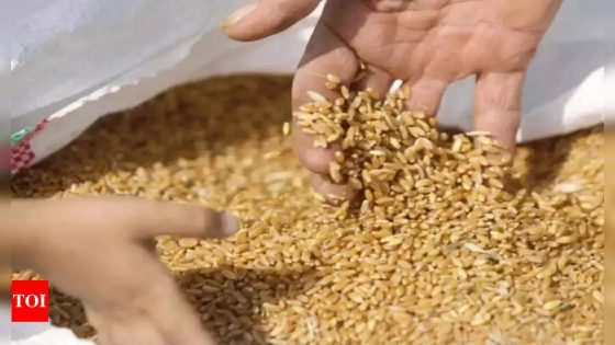 Government estimates 300-320 lakh tonne wheat procurement this year, up by 23% – MASHAHER