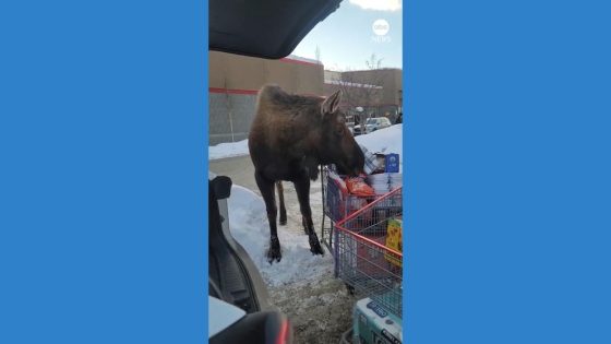 WATCH: Hungry moose checks out shopper's groceries in Costco parking lot – MASHAHER