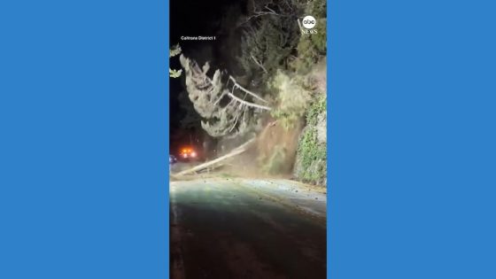 WATCH: Trees topple onto highway during rockslide – MASHAHER