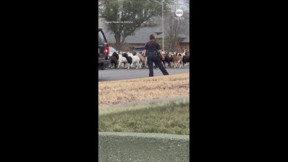 Video To protect and… herd? Police in Texas help round up escaped goats – MASHAHER