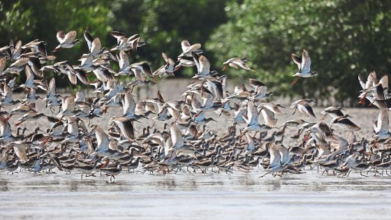 Shoring up shorebird protection in Malaysia – MASHAHER