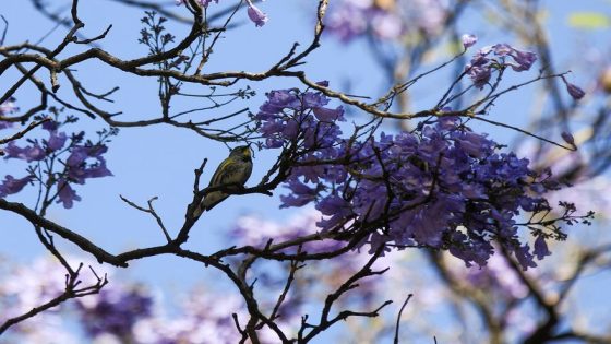 Early jacaranda bloom sparks debate about climate change in Mexico – MASHAHER