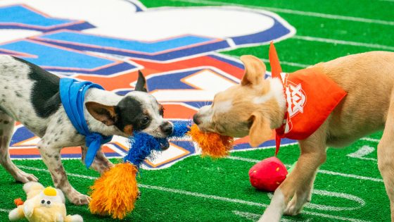 Puppy Bowl XX: Behind the Scenes at the Super Bowl’s Adorable Cousin – MASHAHER