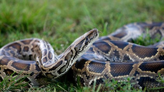 NYC man caught at border with Burmese pythons in his pants is sentenced, fined – MASHAHER