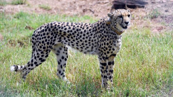 Venomous snakes, wild cats and crocodiles among thousands of deadly animals kept as pets in UK | UK News – MASHAHER