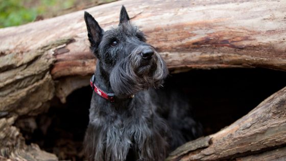 Scottie dogs face uncertain future as people turn their backs on breed | UK News – MASHAHER