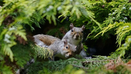 Grey squirrels ‘outcompete reds due to their gut bacteria’ | UK News – MASHAHER