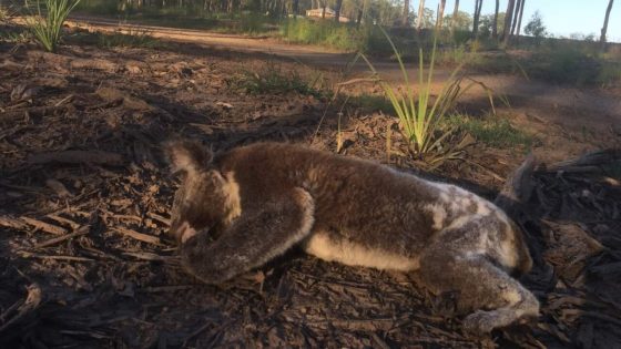 74 koalas died in Victoria. One farmer has to pay thousands for his role in their demise – MASHAHER