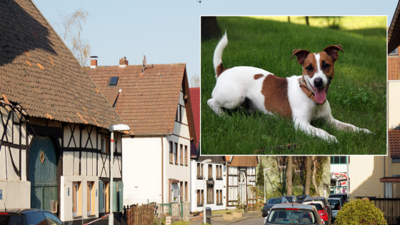 Man found with genitals missing after they were ‘bitten off and eaten’ by his dog – MASHAHER