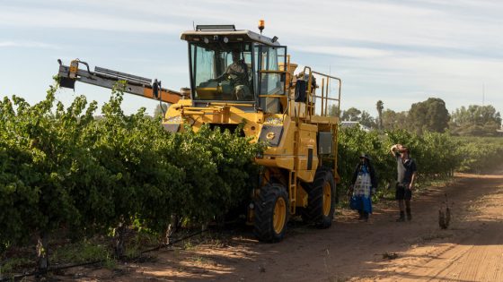 China Lifts Punishing Tariffs on Australian Wine – MASHAHER