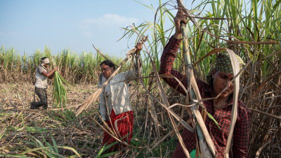 Sugar in India, Fueled by Child Marriage and Hysterectomies – MASHAHER