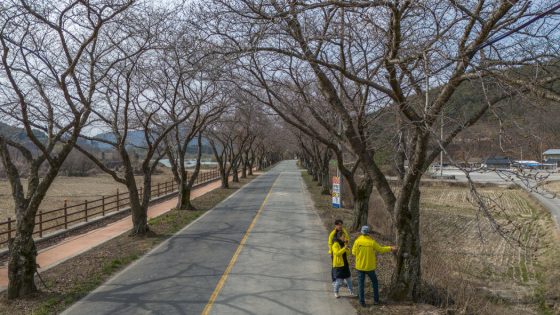 Wanted in South Korea: Imperialism-Free Cherry Blossoms – MASHAHER