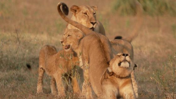 Rebuilding and repopulating Mozambique’s Gorongosa National Park | 60 Minutes – MASHAHER