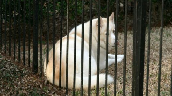 A simple act of kindness transforms life of a Texas dog – MASHAHER