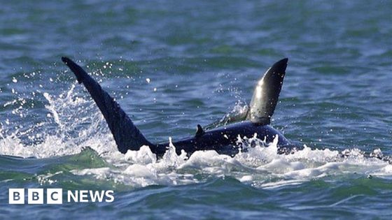 Killer whale vs shark: Solo orca eats great white – MASHAHER