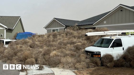 Watch: Tumbleweed invasion engulfs US streets – MASHAHER