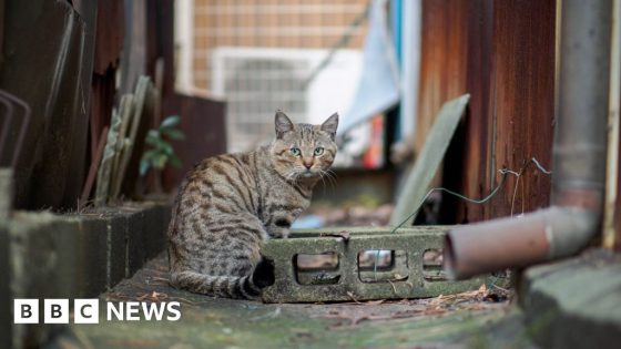 Warning after cat falls into Japan chemical vat – MASHAHER