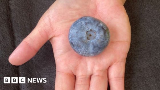 Australian farm grows world’s biggest blueberry – MASHAHER