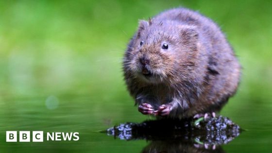 Water voles to benefit from £25m landscapes scheme – MASHAHER