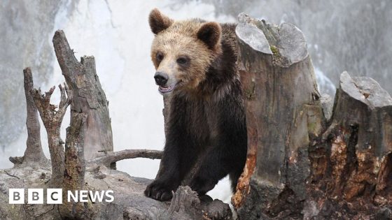 Woman dies after being chased by bear in Slovakia – MASHAHER