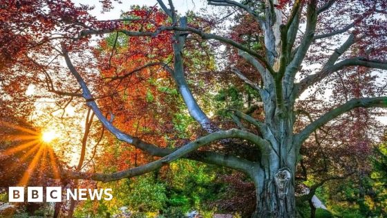 Poland's 'Heart of the Garden' named tree of 2024 – MASHAHER