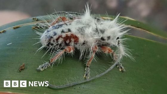 Newly discovered beetle almost mistaken for bird poo – MASHAHER