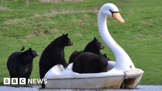 Bears take a ride on swan pedalo at safari park – MASHAHER