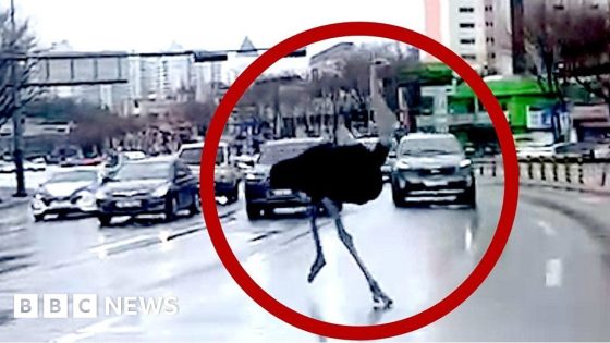 South Korea: Escaped ostrich runs loose on roads – MASHAHER