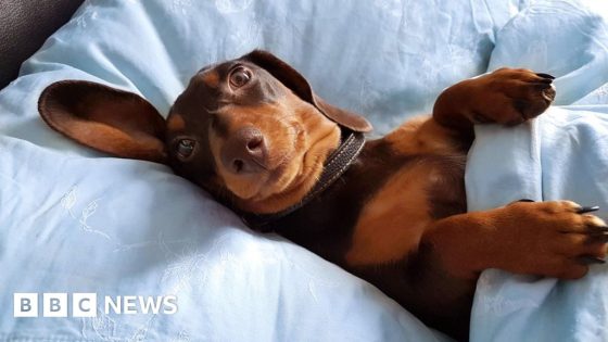 Stay! Germany denies reports of sausage dog ban – MASHAHER