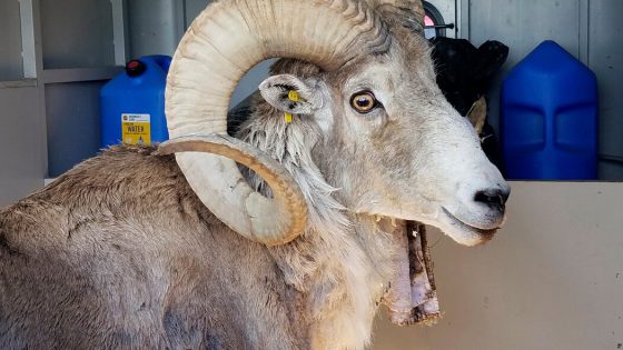 Montana Rancher Pleads Guilty in Scheme to Create Giant Sheep Hybrid – MASHAHER