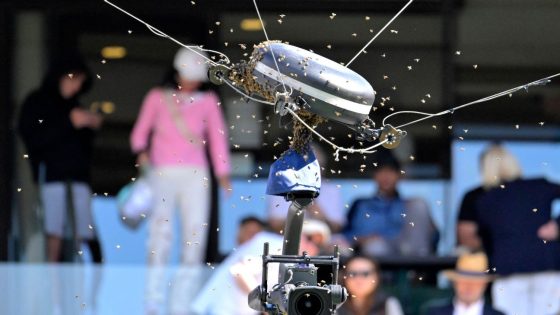 Bees swarm court and force long delay during Alcaraz-Zverev match – MASHAHER