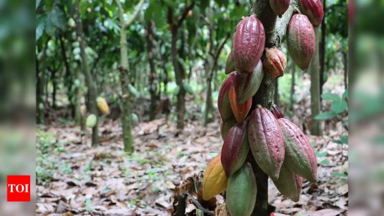 Cocoa is more expensive than copper – MASHAHER