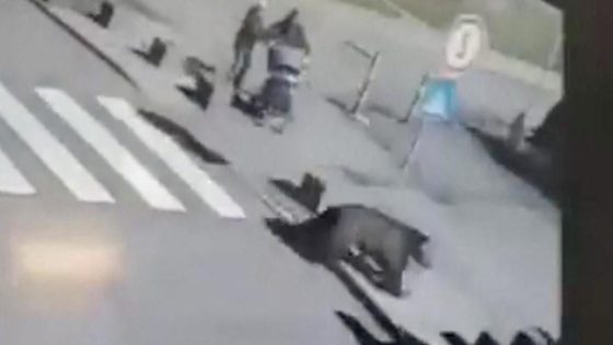 Bear that injured 5 during rampage shot dead, Slovakia officials say — but critics say the wrong bear was killed – MASHAHER