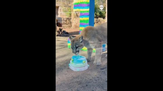 WATCH: Rescued puma cubs celebrate first birthday – MASHAHER