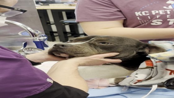 WATCH: Dog found frozen and unresponsive in abandoned home finds a forever family – MASHAHER