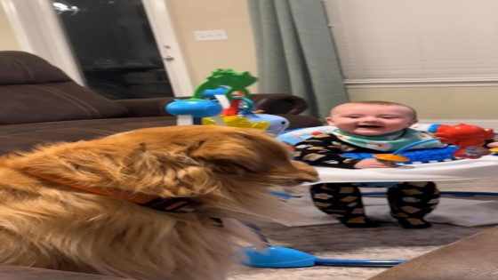 WATCH: Golden retriever unimpressed by baby's hilarious antics – MASHAHER