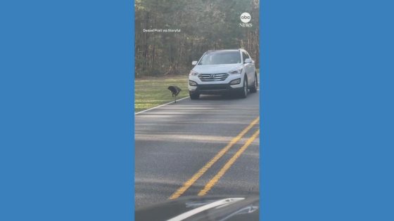 WATCH: South Carolina driver blocked by feisty turkey – MASHAHER