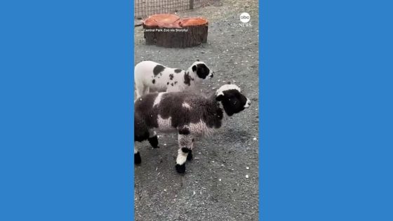 WATCH: Harlequin lambs make debut at Central Park Zoo – MASHAHER