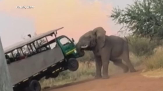 WATCH: Elephant caught on camera attacking safari truck – MASHAHER