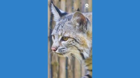 Video Orphaned bobcat kittens welcomed at New Orleans zoo – MASHAHER