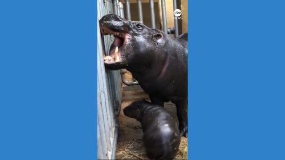 WATCH: Rare pygmy hippo makes debut at Greek zoo – MASHAHER