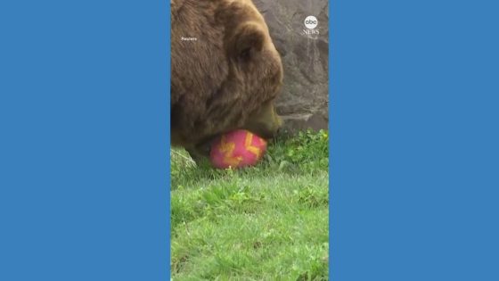 WATCH: German zoo hosts Easter egg hunt for animals – MASHAHER