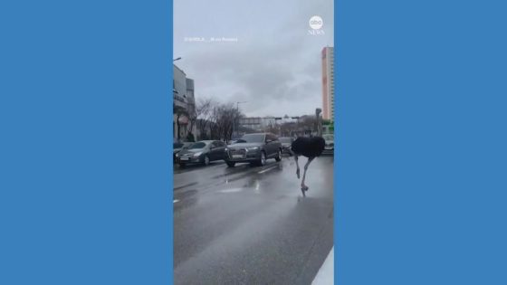 WATCH: Police chase runaway ostrich in South Korea – MASHAHER