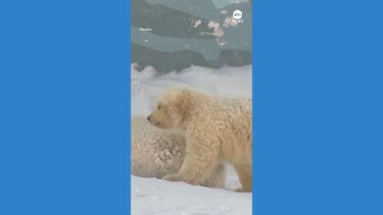 WATCH: Polar bear cubs make first steps at Siberian zoo – MASHAHER