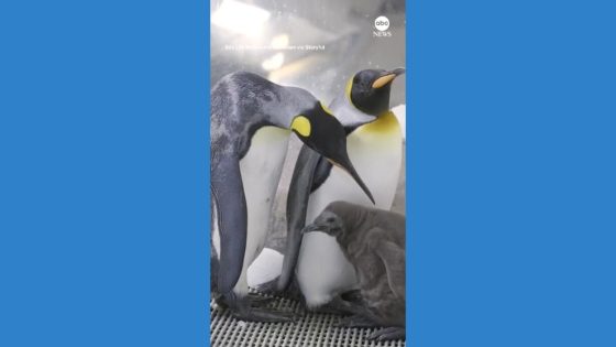 WATCH: King penguin chick hatches in Melbourne – MASHAHER